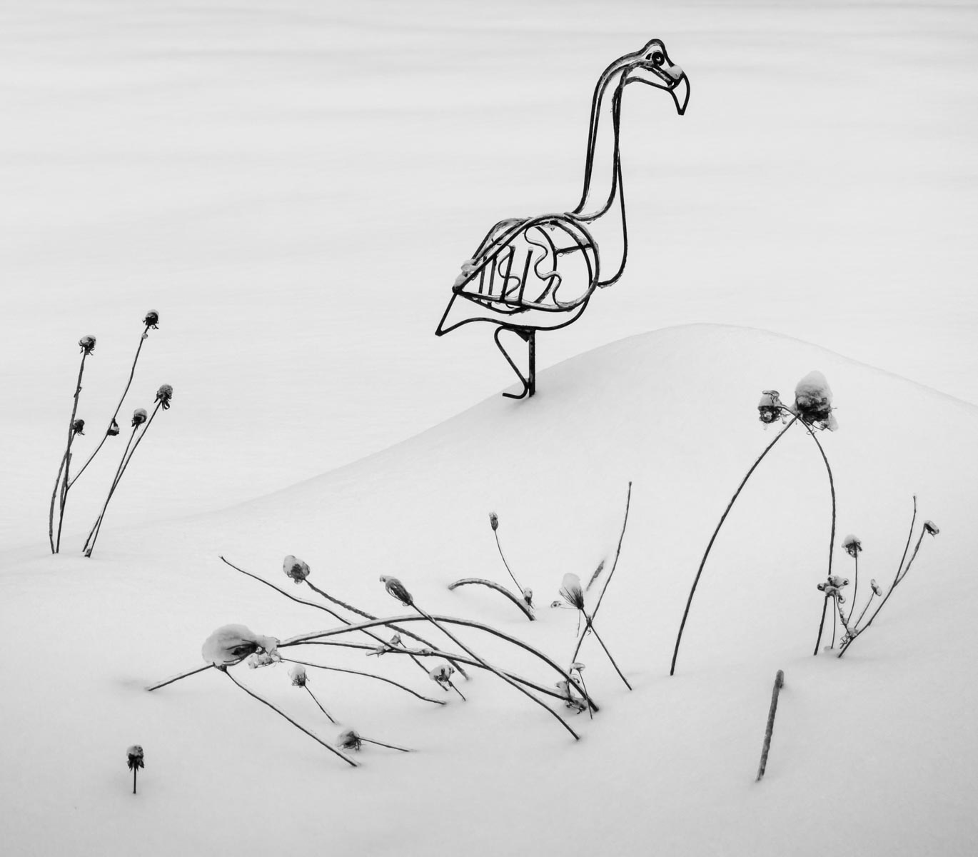 bird_in_snow_20171225-6