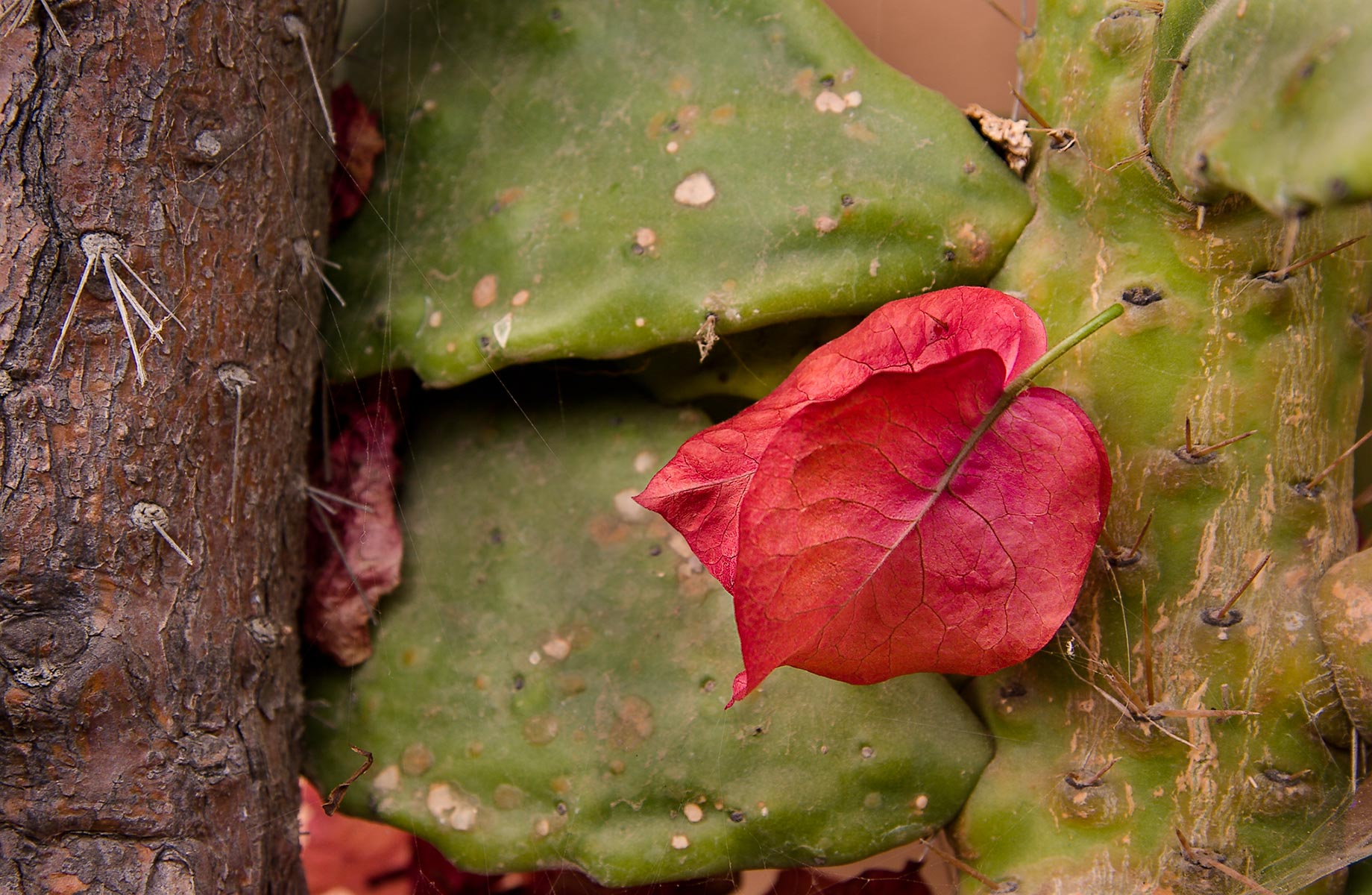bougainvillea_0705_11_sp