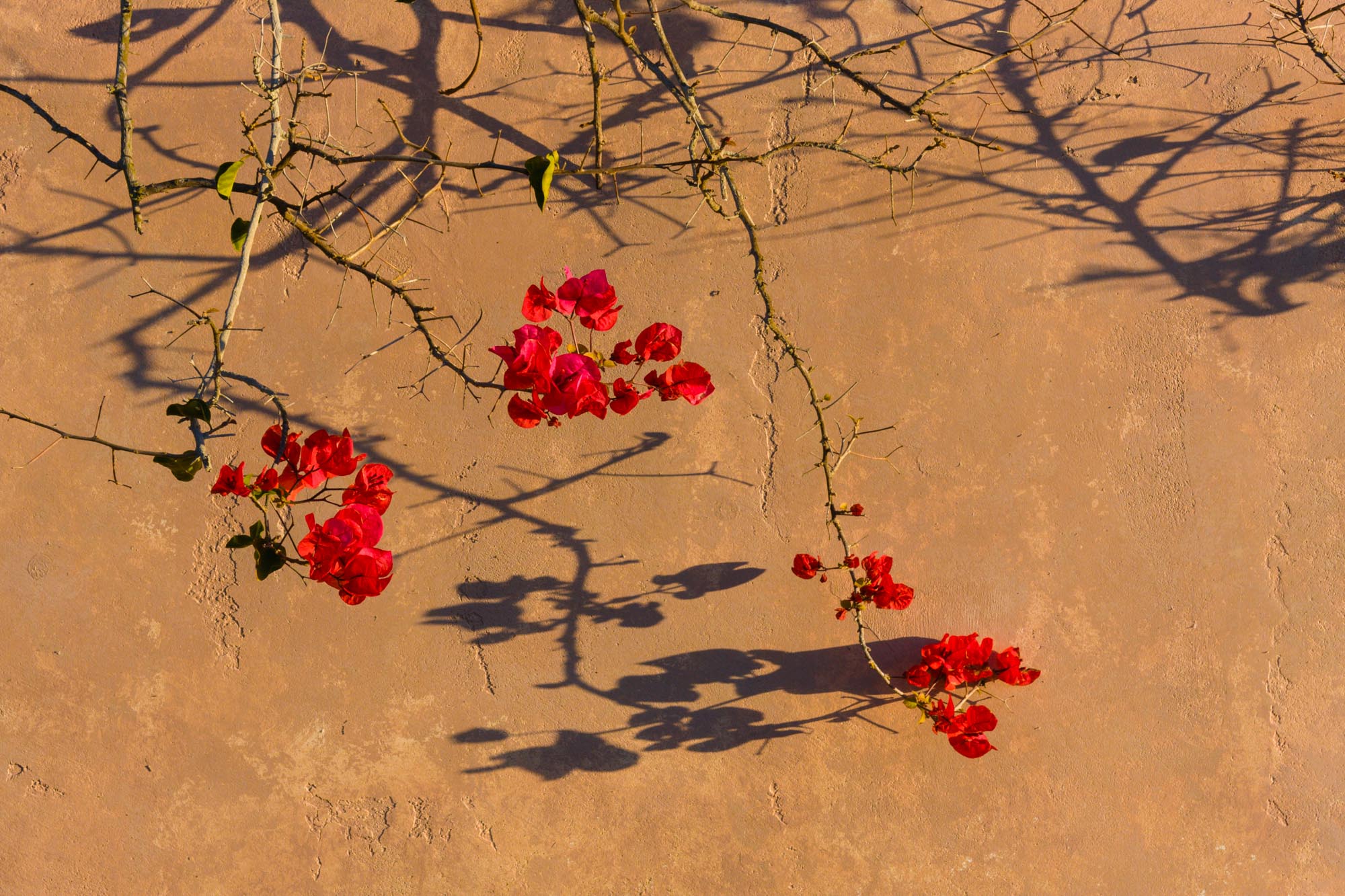 bouganvillea_wall_200901-1