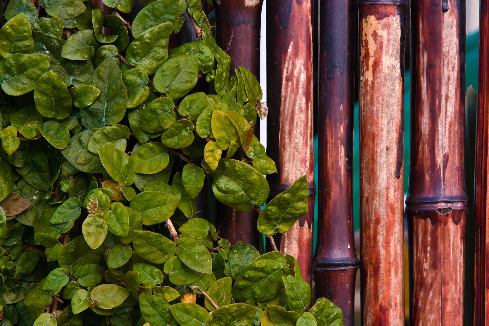 leaves_fence_080625-3