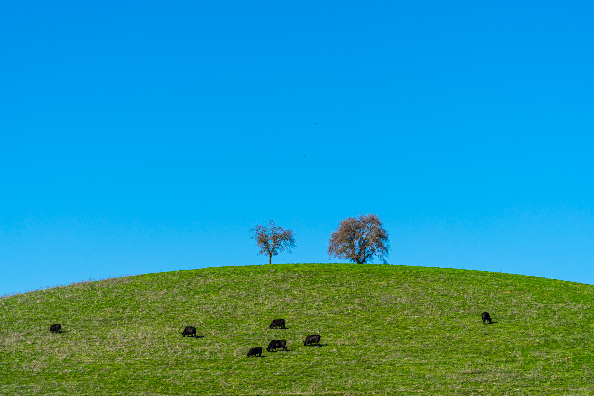 napa_hill_cows_202002-9