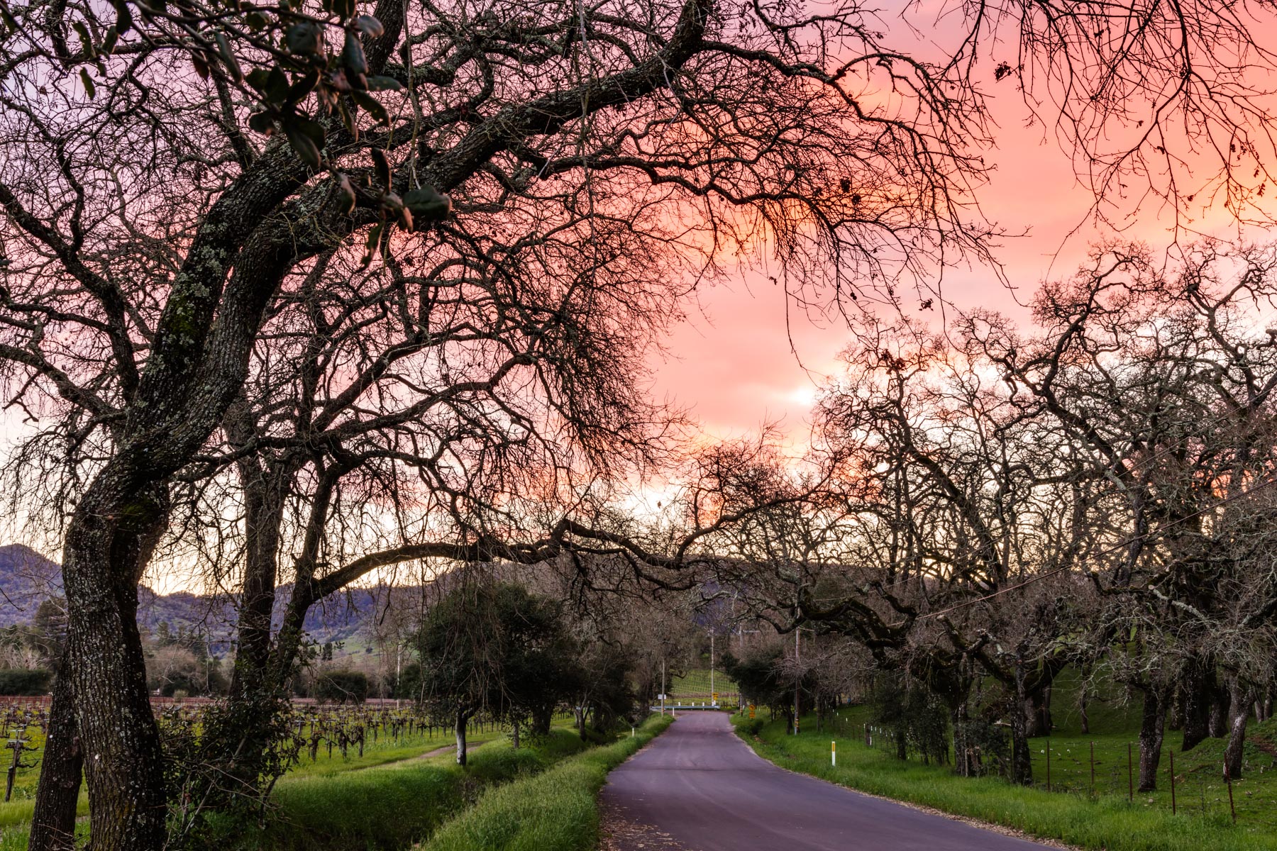 napa_valley_road_1702-19