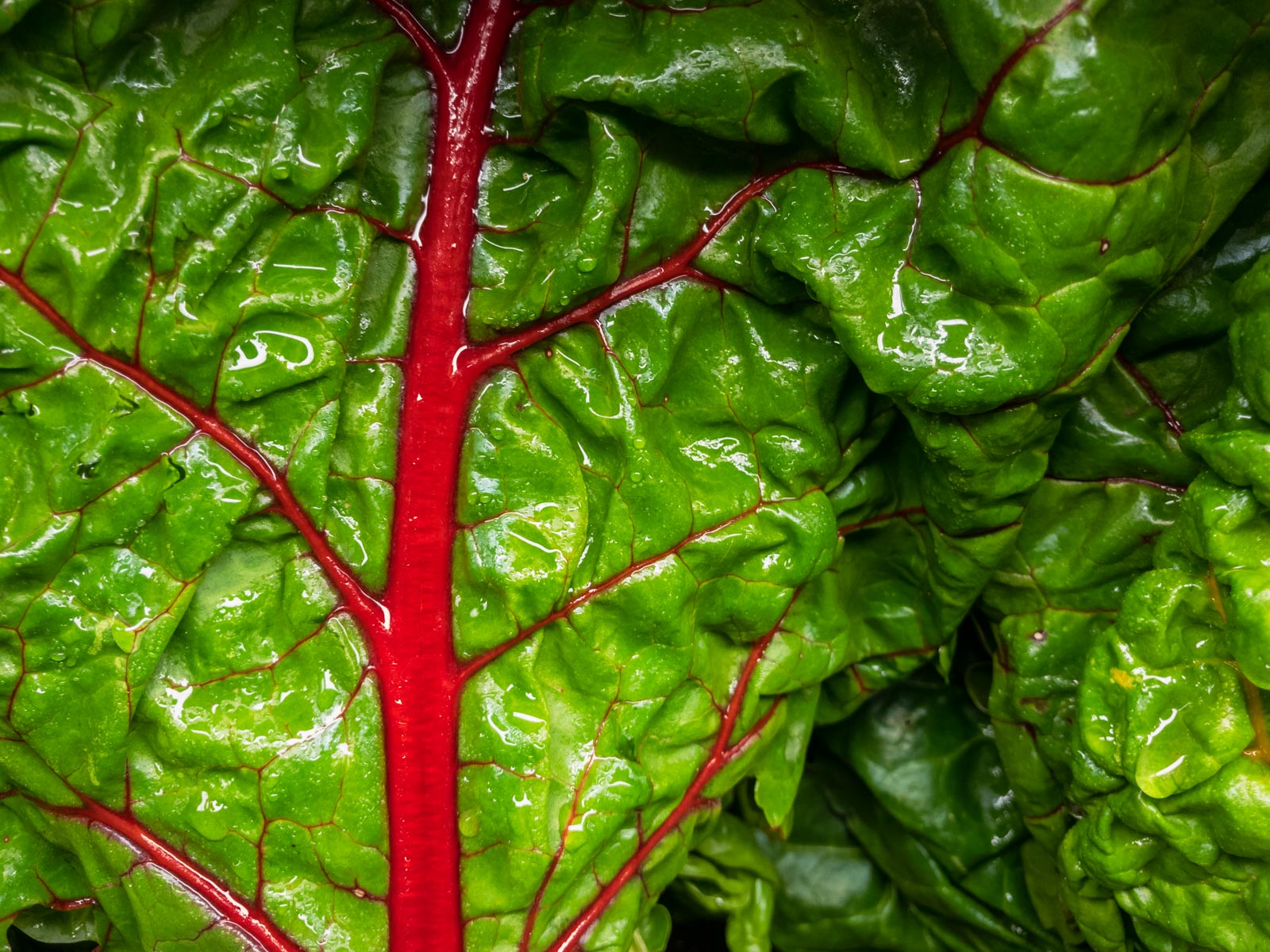 red_green_vegetable_2016-1