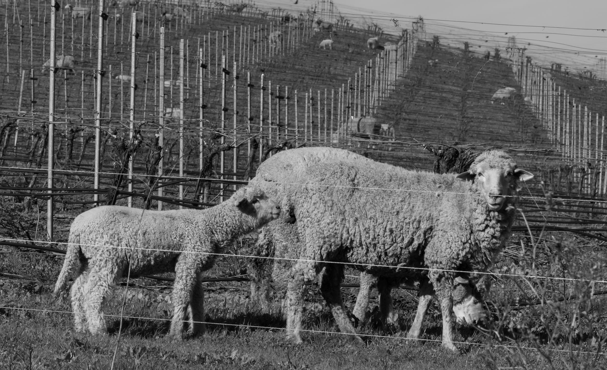 sheep_vineyard_202002-61