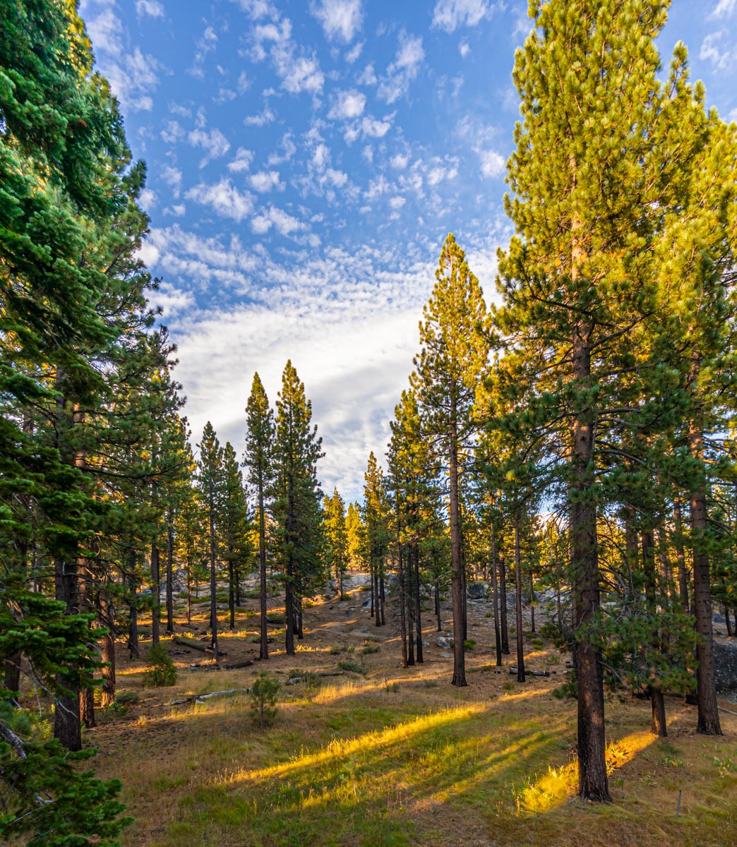 tahoe_forest_201909-15