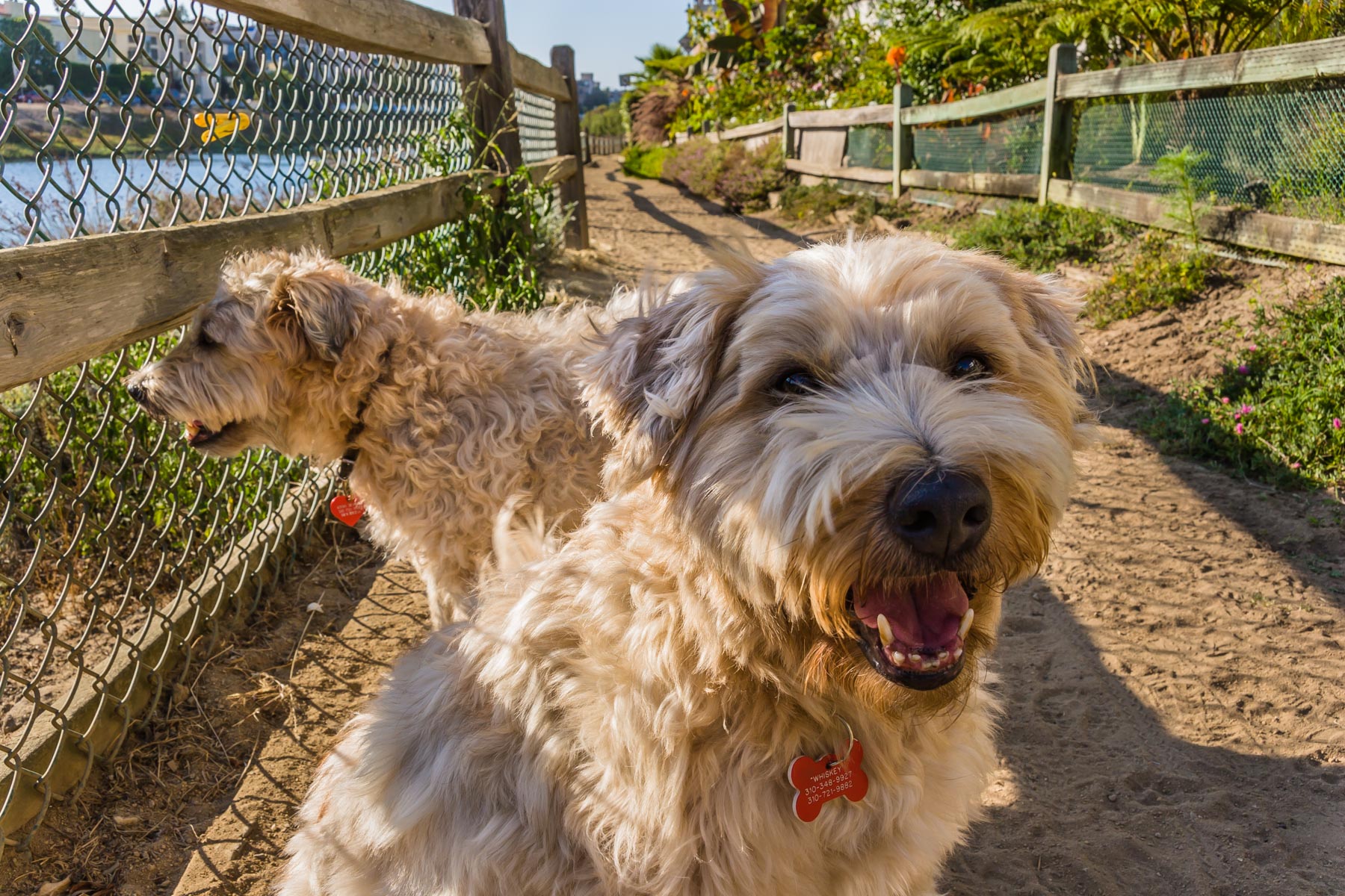wheatens_20070908-38